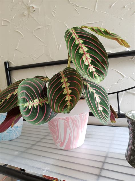 Red Maranta Wilting? : r/indoorgardening