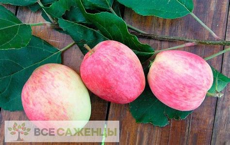 Цена на Яблоня колоновидная Аркадик - купить саженцы