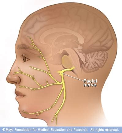 Facial nerve - Mayo Clinic