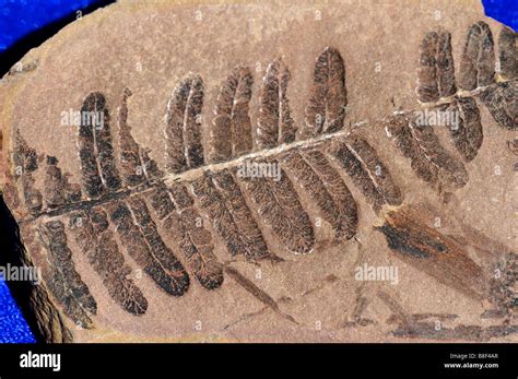 Fossil tree fern hi-res stock photography and images - Alamy