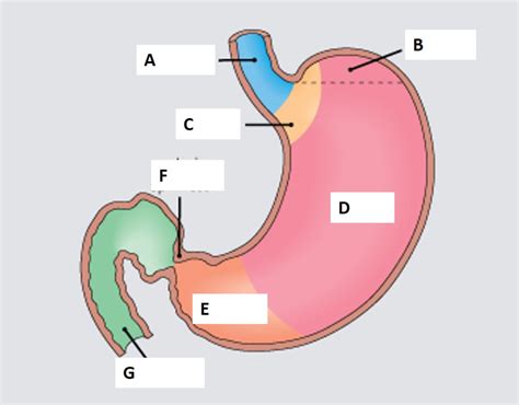 diagram  label  stomach quizlet