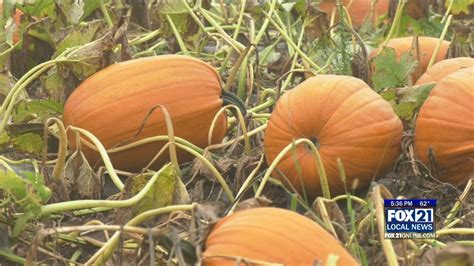 Farmer Doug's Pumpkin Patch Opens for Fall - Fox21Online