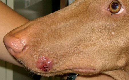 What Do Ring Worms On Dogs Look Like