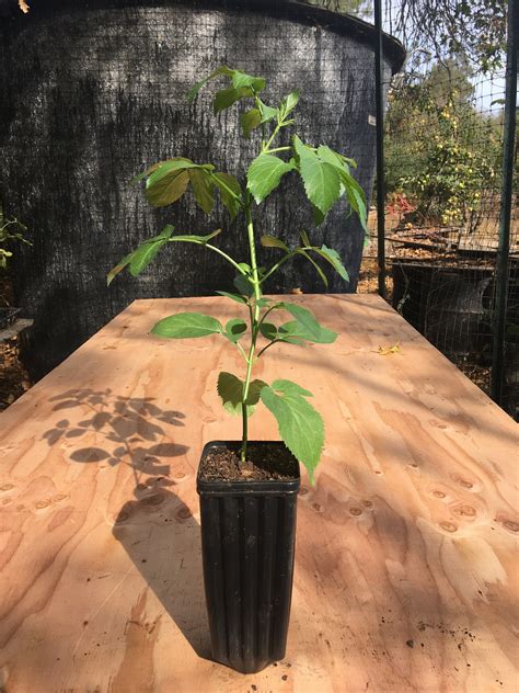 Blue elderberry plant Sambucus cerulea caerulea 1 gallon container