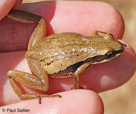 Brimley's Chorus Frog