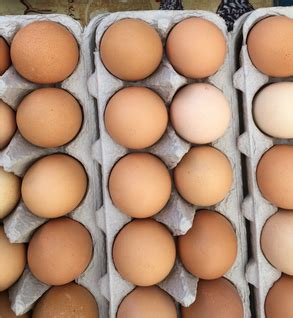 PASTURE RAISED CHICKEN, EGGS – SADES ACRES