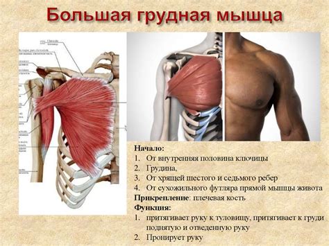 Пластическая анатомия - презентация онлайн