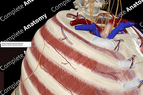 Intercostobrachial Nerve | Complete Anatomy