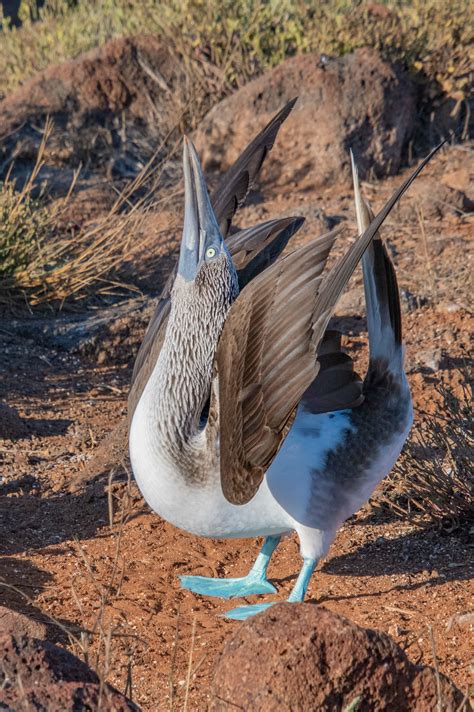 Ultimate Galapagos 2024 Trip Report - Van Os Photo Safaris