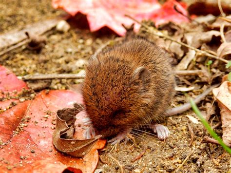 What does vole excrement resemble? | Birch Fumigators