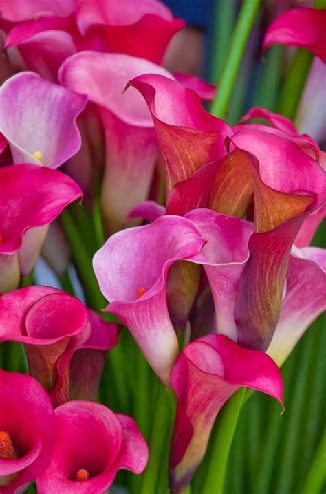 10 Best images about Calla Lilies on Pinterest | Cascading bouquets ...