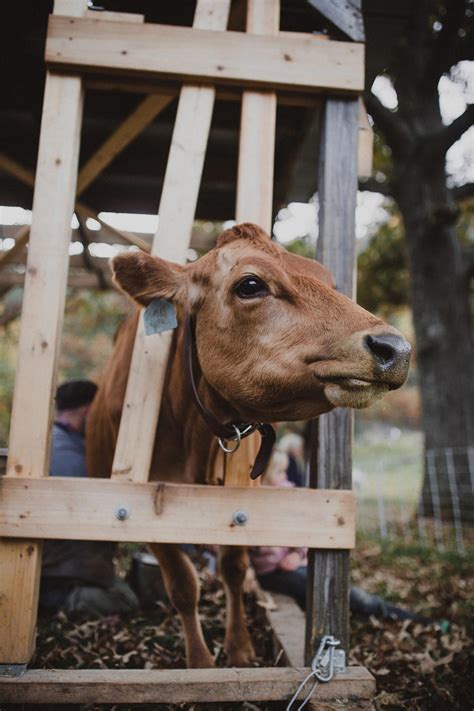 How to Prevent Mastitis in Cows - Abundant Permaculture