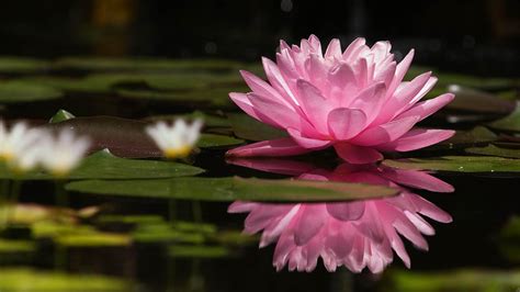 4k Lotus Flower Wallpapers - Wallpaper Cave
