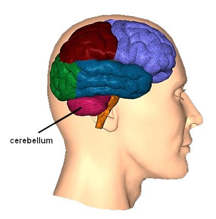 The Cerebellum: Functions and Importance – Intro Psych Blog (F19)_Group 9