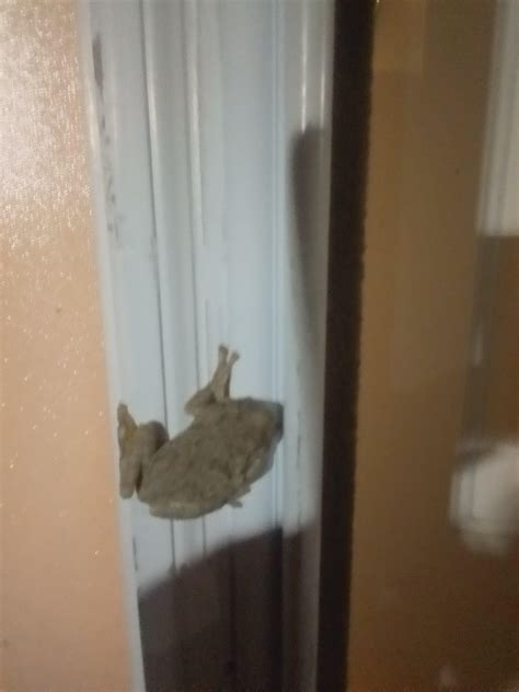 Frog Species? Located in Maryland : r/frogs