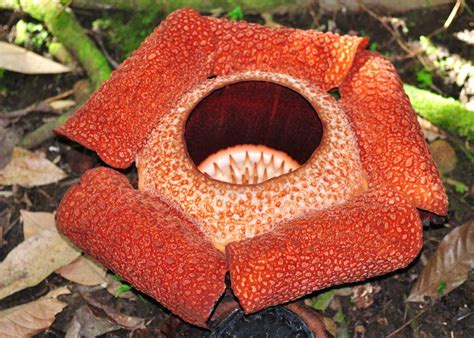 rafflesia    corpse flower due   offending smell