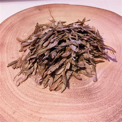 Acer negundo (Ash Maple / Box Elder Tree) 10-100 Seeds | £2.99-£15.99