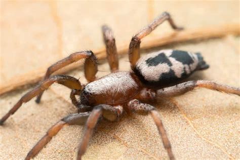 How Many Legs Do Spiders Have? 3 Interesting Facts About Spider Legs ...