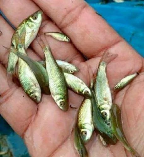 rohu fish seed hypophthalmichthys  rs piece  sanand id