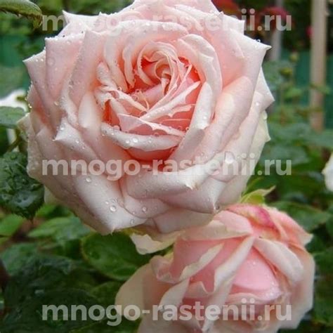 Саженцы Роза Барбадос (Rosa Barbados) купить по цене 600 руб. в Москве ...