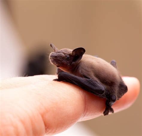 The Bumblebee Bat: The World’s Smallest Mammal | by Alan Yarborough ...