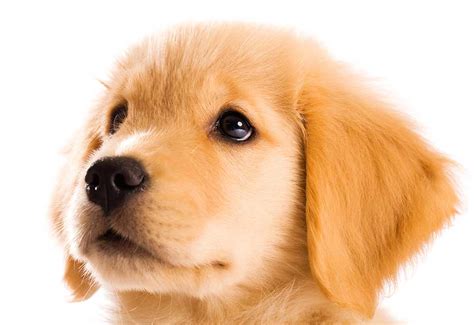 Golden Retriever Puppy Close Up - Dog Pictures Photography