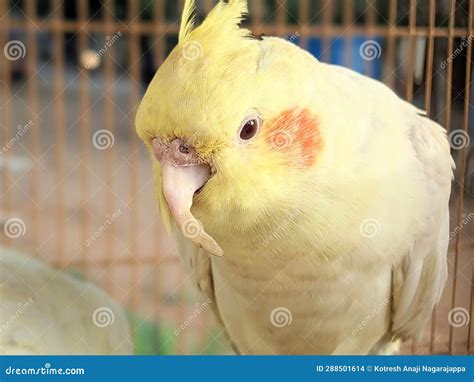 Yellow Love Bird Closeup Portrait in the Cage Stock Photo - Image of ...