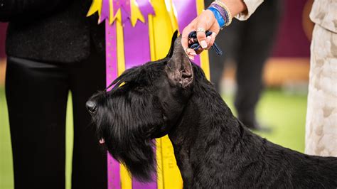 Monty, a Dignified Giant Schnauzer, Wins Best in Show at Westminster