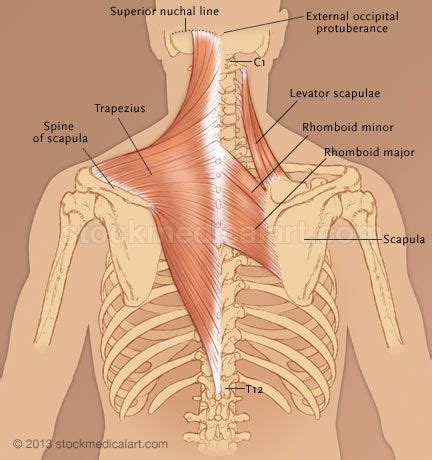 Trapezius | Neck muscle anatomy, Muscle anatomy, Upper back muscles
