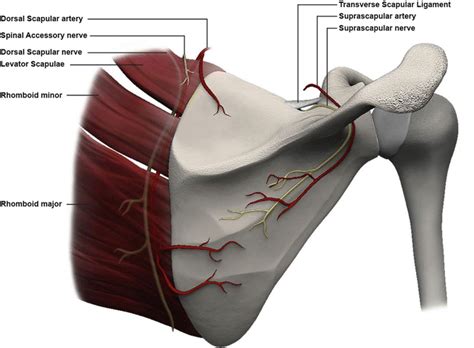 Dorsal Scapular Nerve Anatomy