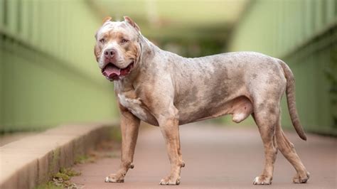 11 Facts About XL Bully Dogs That Potential Owners Should Know