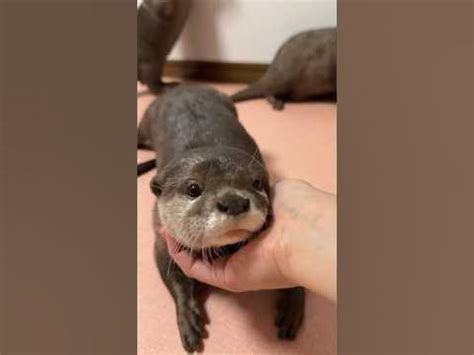 otter otsuyu   called shorts youtube