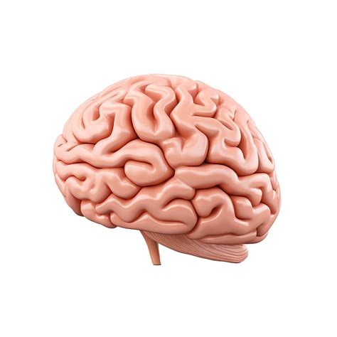 Brain Anatomy 3D Model Neurological Study, 55131871 PNG