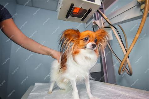 Raio-x Para Cachorro Gratuito - Cachorro recebendo um raio-x em uma clínica veterinária. cão de exame ...