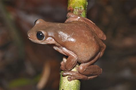 Sweet new discovery – a new species of chocolate frog – The Queensland