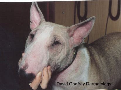 Itchy dogs & Canine Atopic Dermatitis