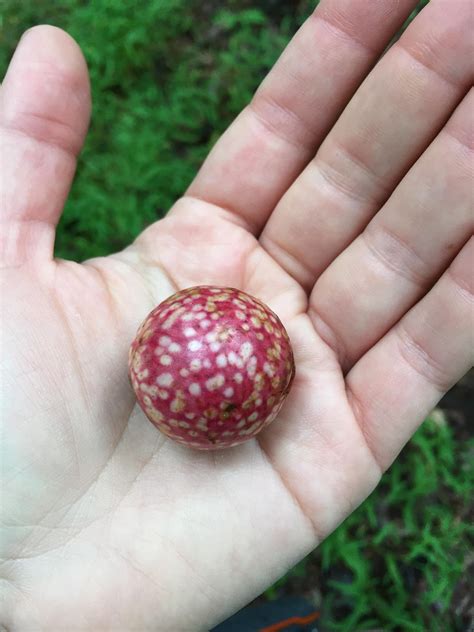 955 best Beech images on Pholder | Woodworking, Marijuanaenthusiasts