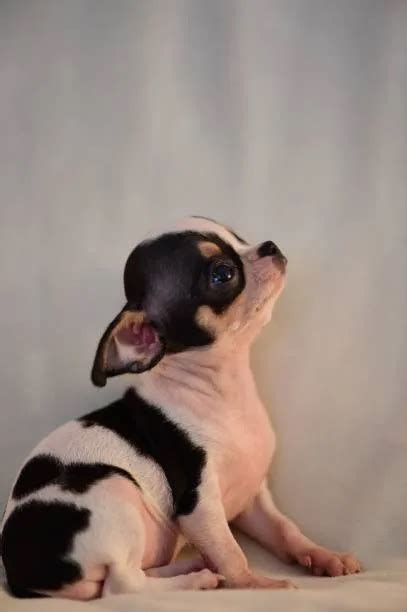How Much Do Teacup Chihuahuas Cost? Find Out! - The Chihuahua Guide