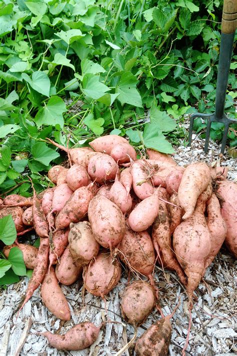 Harvesting Sweet Potatoes