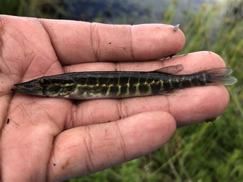 Grass Pickerel Fish