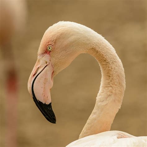 Flamingo Spreading Its Wings · Free Stock Photo