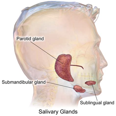 A digestive enzyme salivary amylase (present in saliva) begins digestion ofA. ProteinB. Nucleic ...