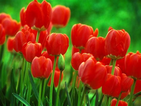 Tulip Image Desktop, Red Tulip Wallpaper, #1427