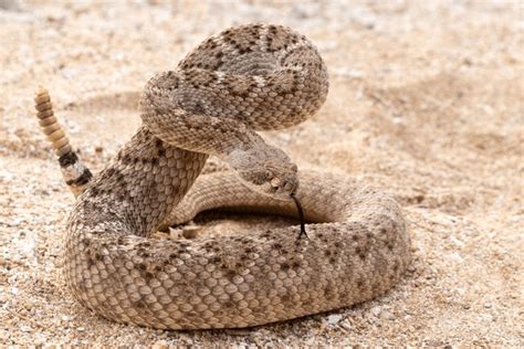 desert rattlesnake      encounter  rattlesnake