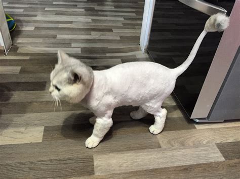 Стрижка кота дома - картинки и фото koshka.top