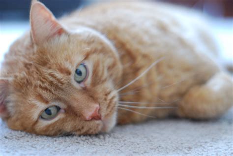 Is 13 Year Old Cat Old at Mildred Urban blog