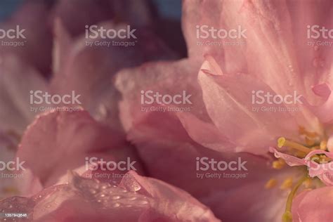 bunga sakura merah muda latar belakang alam bunga sakura foto stok