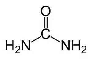 urea structure formula  lesson studycom