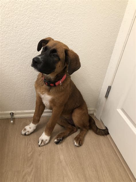 Meet Demi : r/SaintBernards