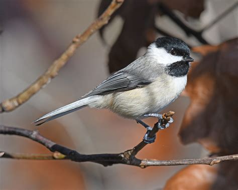 Audubon Christmas Bird Count concludes in North Florida with familiar